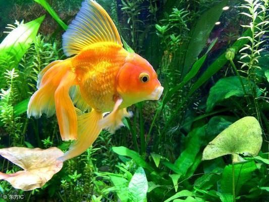 避免攻擊性魚類混養技巧（觀賞魚混養空間要求,如何判斷魚類性格溫和,混養環境水質管理技巧）