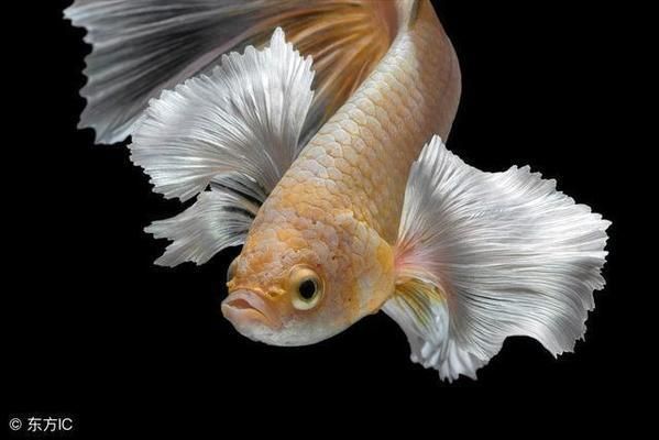 避免攻擊性魚類混養技巧（觀賞魚混養空間要求,如何判斷魚類性格溫和,混養環境水質管理技巧）