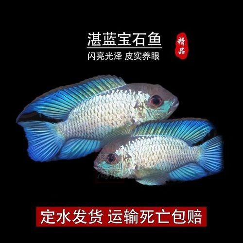 湛藍寶石魚(湛藍寶石魚是什么魚?) 觀賞魚百科 第6張 湛藍寶石魚(湛藍寶石魚是什么魚?) 湛藍寶石魚(湛藍寶石魚是什么魚?) 觀賞魚百科 第6張