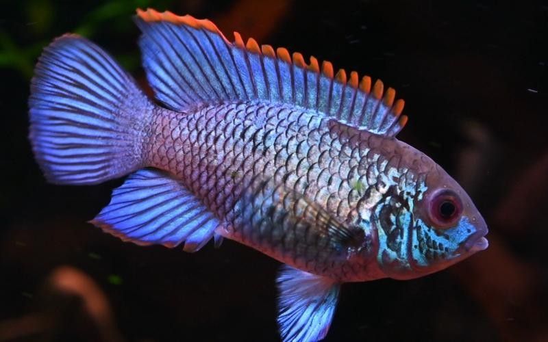 湛藍寶石魚(湛藍寶石魚是什么魚?) 觀賞魚百科 第2張 湛藍寶石魚(湛藍寶石魚是什么魚?) 湛藍寶石魚(湛藍寶石魚是什么魚?) 觀賞魚百科 第2張