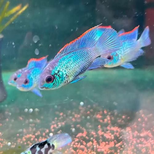 湛藍寶石魚(湛藍寶石魚是什么魚?) 觀賞魚百科 第4張 湛藍寶石魚(湛藍寶石魚是什么魚?) 湛藍寶石魚(湛藍寶石魚是什么魚?) 觀賞魚百科 第4張