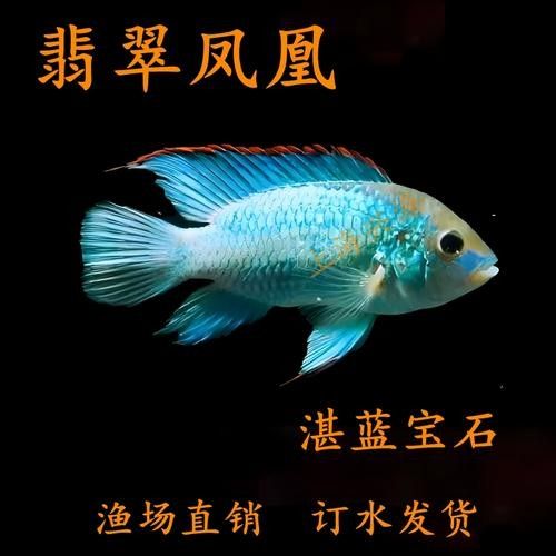 湛藍寶石魚(湛藍寶石魚是什么魚?) 觀賞魚百科 第5張 湛藍寶石魚(湛藍寶石魚是什么魚?) 湛藍寶石魚(湛藍寶石魚是什么魚?) 觀賞魚百科 第5張