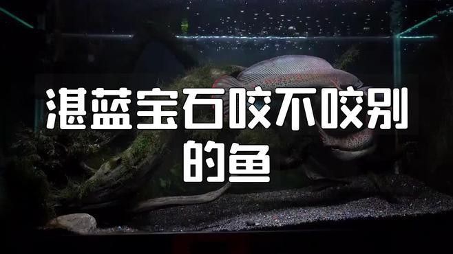 湛藍寶石魚（湛藍寶石魚是什么魚？） 湛藍寶石魚（湛藍寶石魚是什么魚？） 觀賞魚百科 第9張