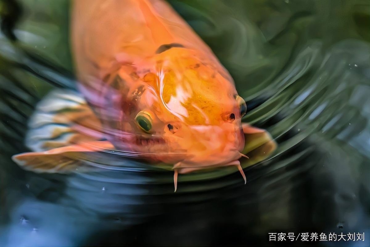 如何給龍魚缸增氧？（如何給龍魚缸加氧氣）