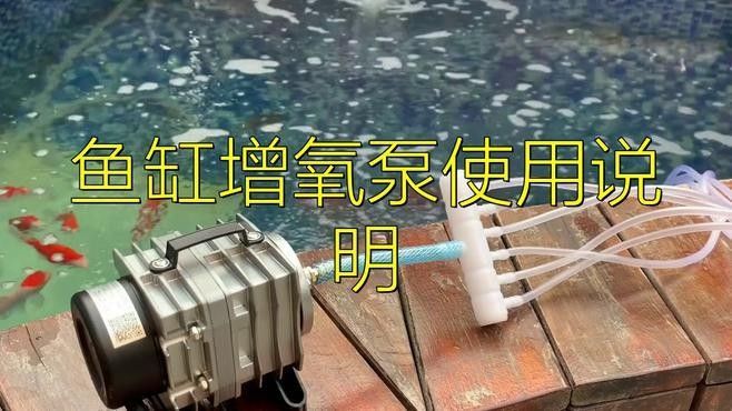 如何給龍魚缸增氧？（如何給龍魚缸加氧氣）