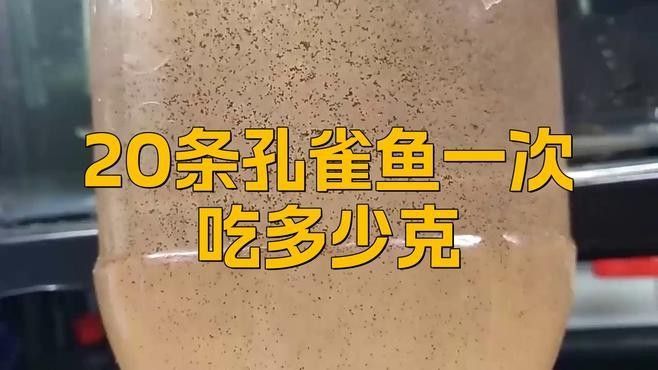 孔雀龍魚(yú)多久喂一次合適（孔雀魚(yú)喂食頻率指南）