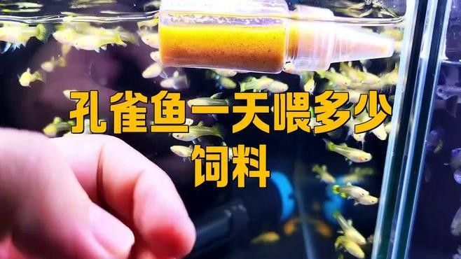 孔雀龍魚(yú)多久喂一次合適（孔雀魚(yú)喂食頻率指南）