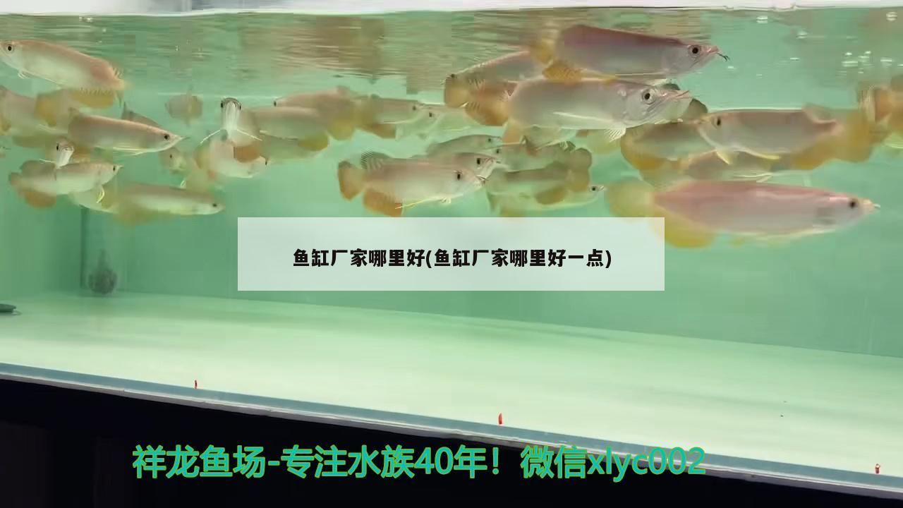 魚缸廠家哪里好(魚缸廠家哪里好一點)（魚缸什么牌子的質量好）