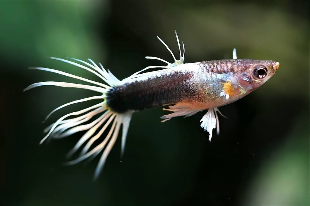 孔雀龍魚(yú)多久喂一次合適（孔雀魚(yú)喂食頻率指南）