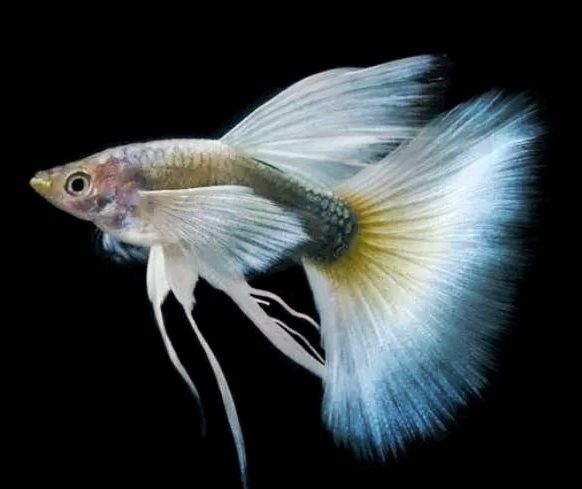孔雀龍魚(yú)多久喂一次合適（孔雀魚(yú)喂食頻率指南）