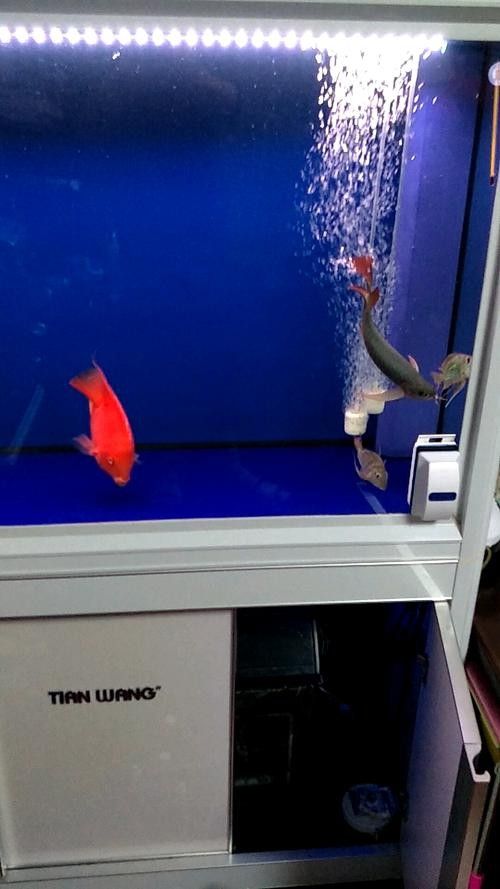 如何在龍魚之巔論壇咨詢（如何在龍魚之巔論壇咨詢生成的一段300-400字）