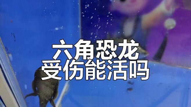 紅龍繁殖周期是多久？（紅龍魚的壽命多長？）