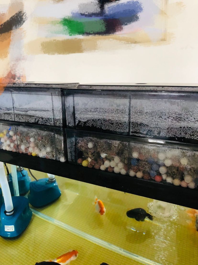 水很透但是就有點問題（水質透明度與水質健康之間的關系，）