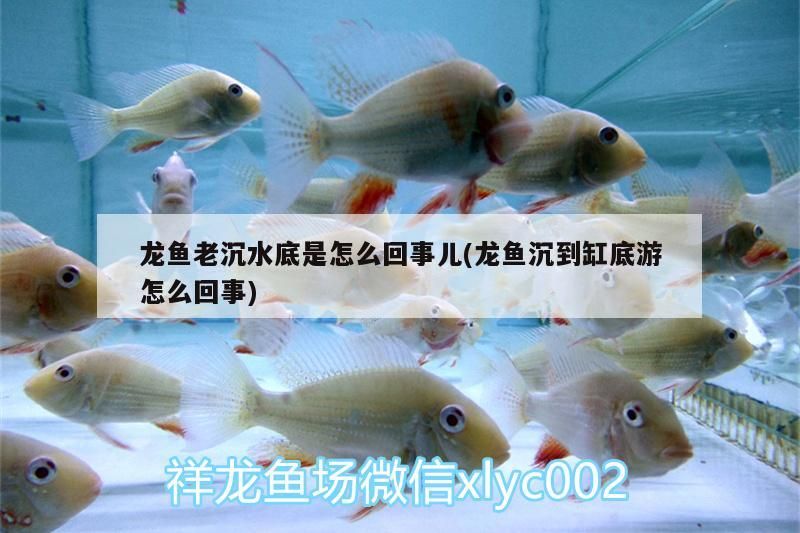 龍魚老沉水底是怎么回事兒(龍魚沉到缸底游怎么回事)（龍魚沉到缸底游怎么回事、龍魚沉水底是怎么回事兒）