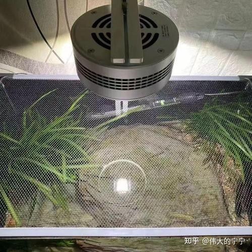 雷龍魚缸蓋子需要多大？（雷龍魚缸蓋子尺寸）