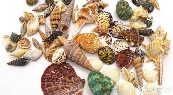 龍魚背部鱗片發白（龍魚鱗片邊緣變白）（龍魚背部鱗片發白） 龍魚背部鱗片發白（龍魚鱗片邊緣變白）（龍魚背部鱗片發白） 觀賞魚百科 第2張