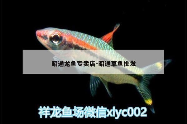 龍魚背部鱗片發白（龍魚鱗片邊緣變白）（龍魚背部鱗片發白） 龍魚背部鱗片發白（龍魚鱗片邊緣變白）（龍魚背部鱗片發白） 觀賞魚百科 第1張