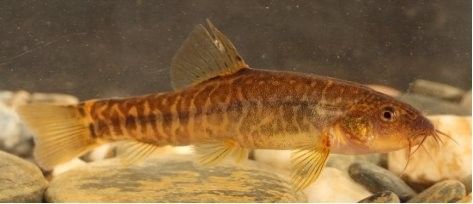 三角龍魚在現實中存在嗎（三角龍魚并非真實存在的生物名稱） 三角龍魚在現實中存在嗎（三角龍魚并非真實存在的生物名稱） 龍魚百科 第4張