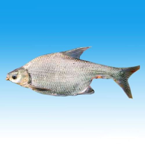 三角龍魚在現實中存在嗎（三角龍魚并非真實存在的生物名稱） 三角龍魚在現實中存在嗎（三角龍魚并非真實存在的生物名稱） 龍魚百科 第3張