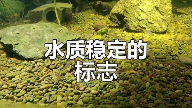 如何判斷水質是否穩定？（如何判斷水質是否穩定）