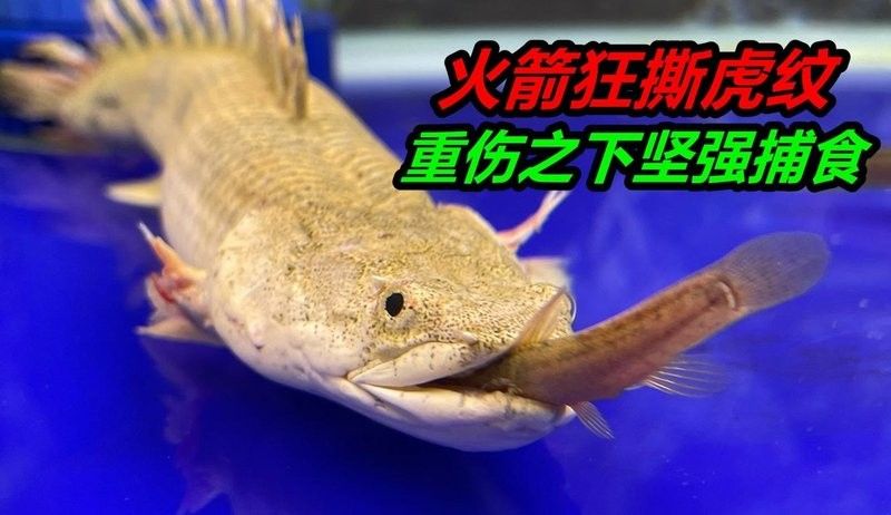 虎紋恐龍魚有哪些天敵（虎紋恐龍魚可能面臨的幾種天敵）