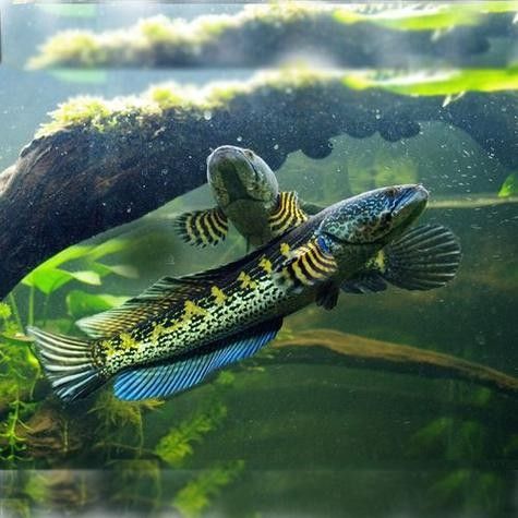 高鰭龍魚的圖片有嗎（高鰭龍魚的圖片）