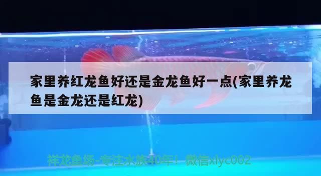家里養紅龍魚好還是金龍魚好一點(家里養龍魚是金龍還是紅龍) 家里養紅龍魚好還是金龍魚好一點(家里養龍魚是金龍還是紅龍) 觀賞魚百科