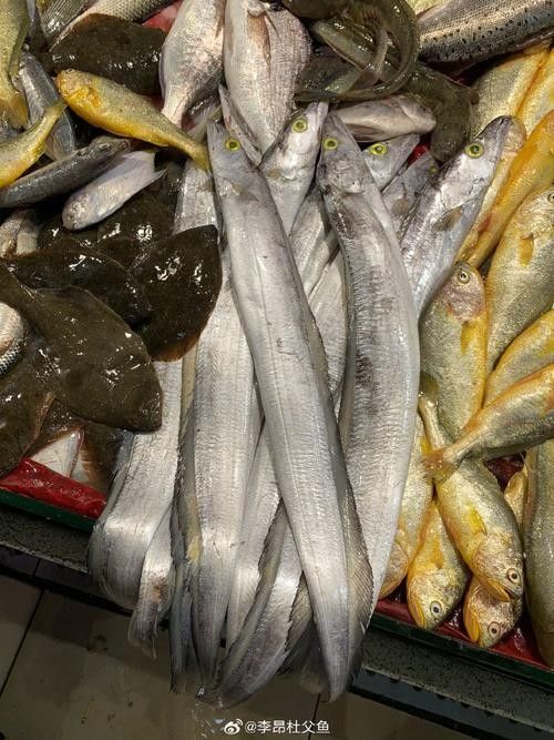 高鰭龍魚的圖片有嗎（高鰭龍魚的圖片）