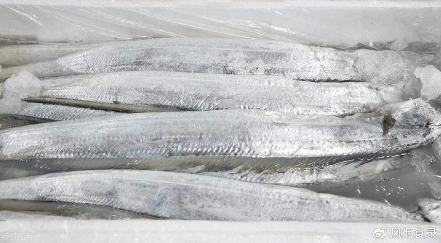 高鰭龍魚的圖片有嗎（高鰭龍魚的圖片）