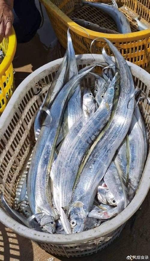 高鰭龍魚的圖片有嗎（高鰭龍魚的圖片）