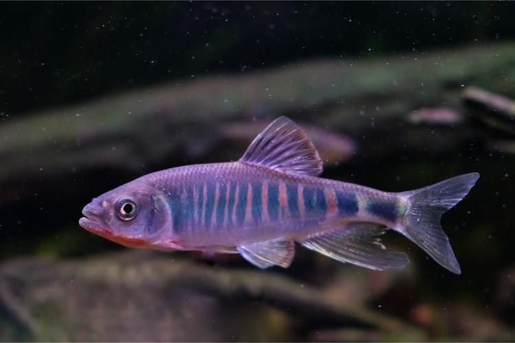 高鰭龍魚的圖片有嗎（高鰭龍魚的圖片）