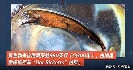 高鰭龍魚的圖片有嗎（高鰭龍魚的圖片）
