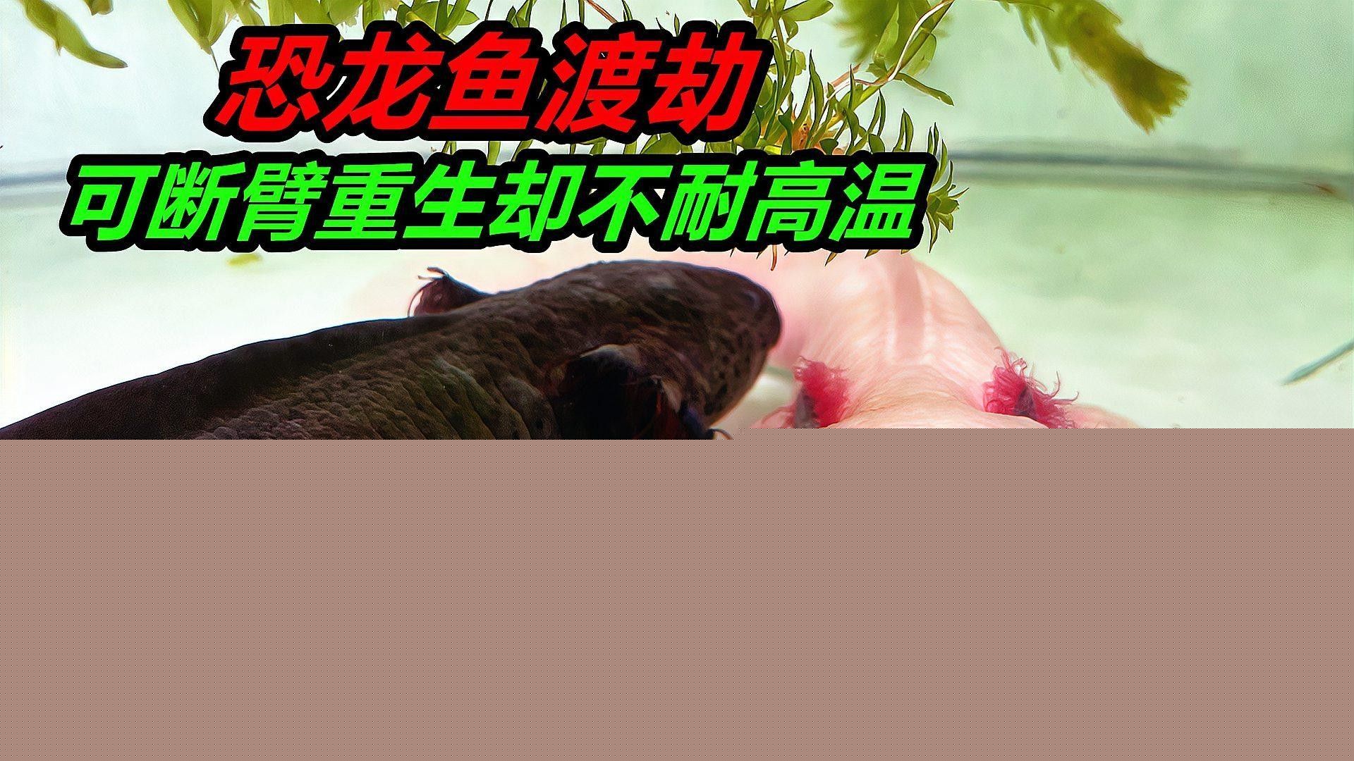 六角龍魚可以承受多大的水溫波動（六角恐龍魚怎么養最全養殖方法六角恐龍魚怎么養）
