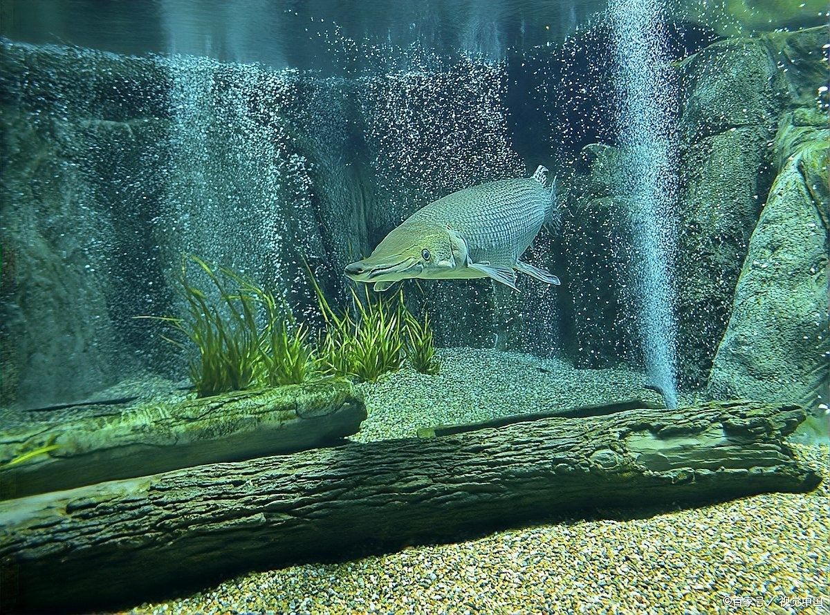 羅非魚和金龍魚混養需要多大的魚缸（非魚和金龍魚混養需要多大的魚缸，在考慮兩種不同體型的魚缸）