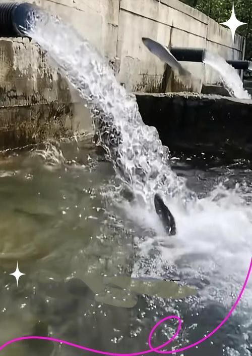 上甘嶺哪個水族館龍魚好？祥龍魚場龍魚（上甘嶺地區有哪些知名的龍魚養殖機構？）