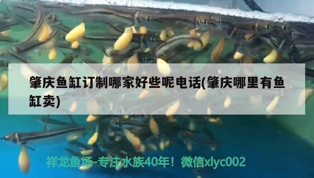 肇慶魚缸批發市場：肇慶魚缸批發廠家