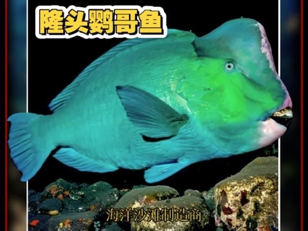 紅鸚鵡龍隆頭魚（紅鸚鵡龍隆頭魚的基本介紹）