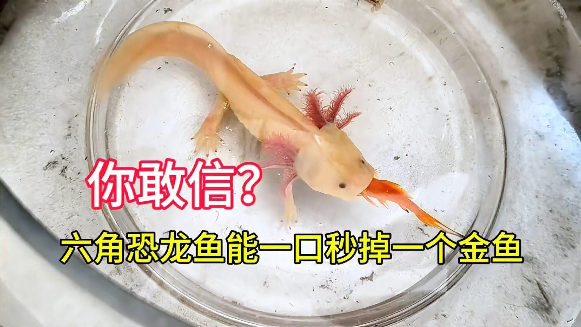如何判斷六角恐龍魚是否認主？