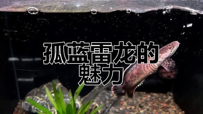 詳細閱讀:如何鑒別枯藍雷龍魚的真偽?(枯藍雷龍魚的真偽需要從多個方面進行觀察和分析和分析) 如何鑒別枯藍雷龍魚的真偽?(枯藍雷龍魚的真偽需要從多個方面進行觀察和分析和分析)