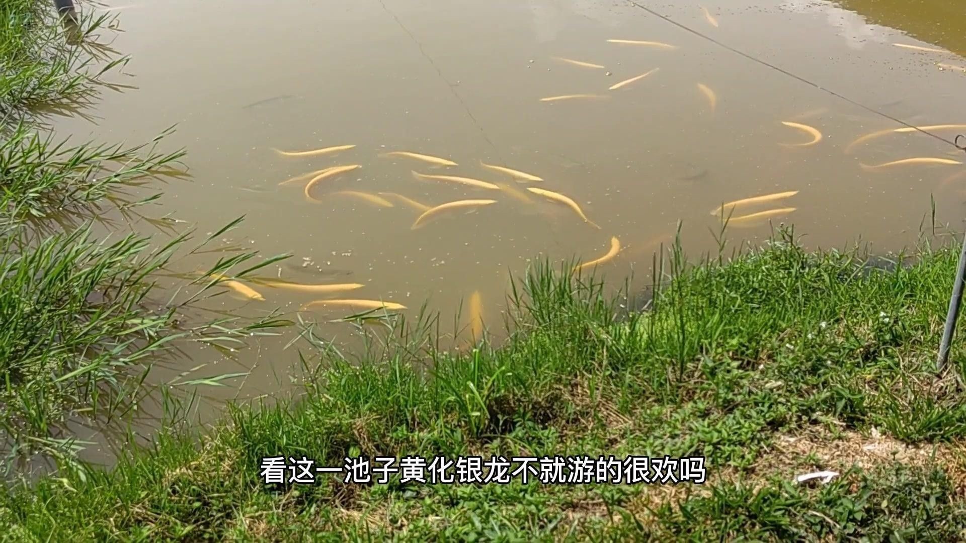 武吉美拉屬于什么龍魚（武吉美拉的過背金龍魚有哪些獨特品種武吉美拉金龍魚的特點） 武吉美拉屬于什么龍魚（武吉美拉的過背金龍魚有哪些獨特品種武吉美拉金龍魚的特點） 觀賞魚百科 第1張