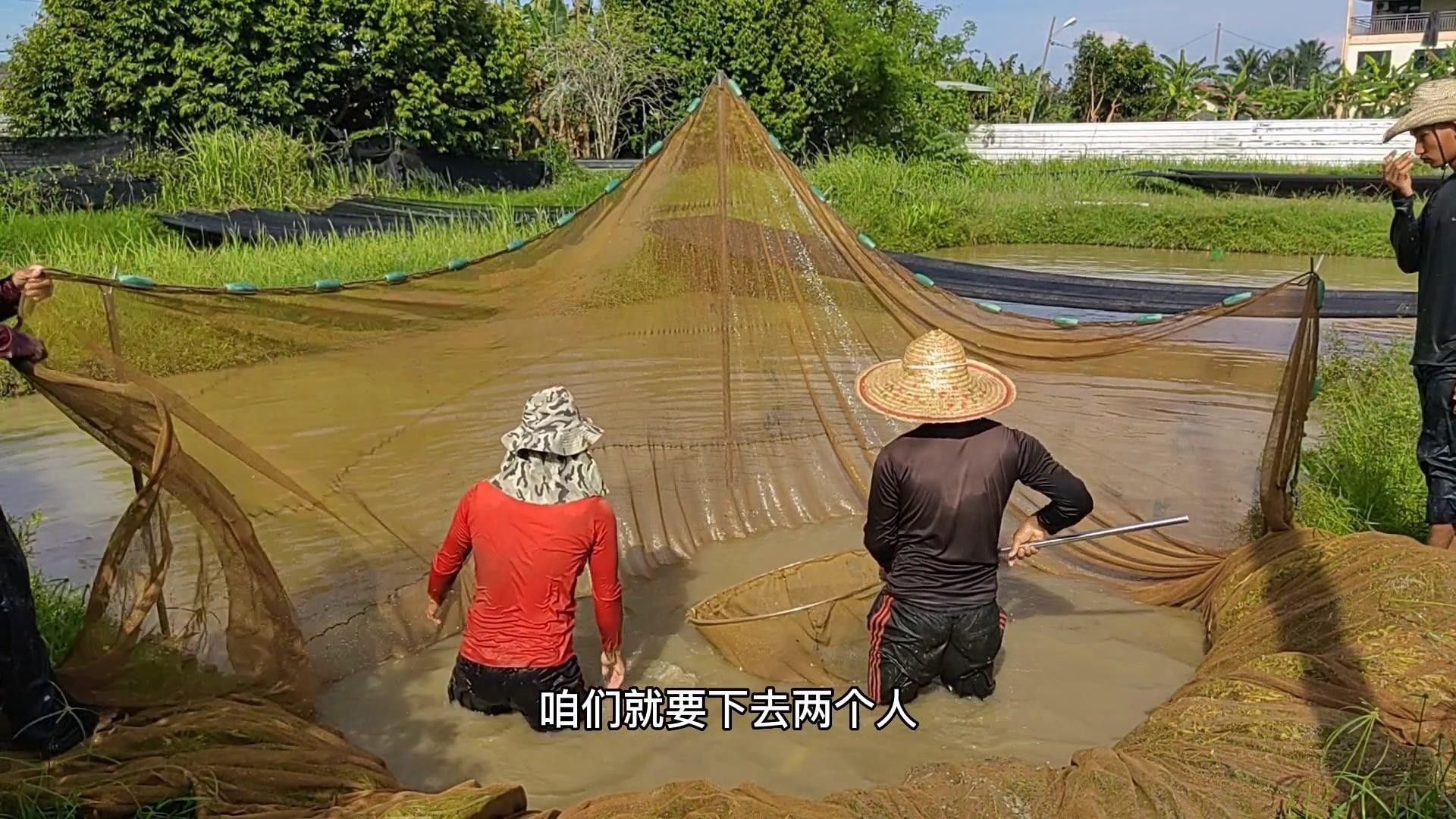 武吉美拉屬于什么龍魚（武吉美拉的過背金龍魚有哪些獨特品種武吉美拉金龍魚的特點） 武吉美拉屬于什么龍魚（武吉美拉的過背金龍魚有哪些獨特品種武吉美拉金龍魚的特點） 觀賞魚百科 第2張