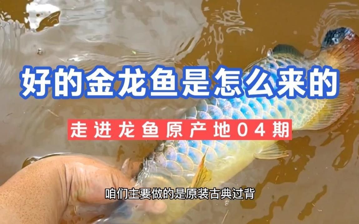 武吉美拉屬于什么龍魚（武吉美拉的過背金龍魚有哪些獨特品種武吉美拉金龍魚的特點） 武吉美拉屬于什么龍魚（武吉美拉的過背金龍魚有哪些獨特品種武吉美拉金龍魚的特點） 觀賞魚百科 第3張