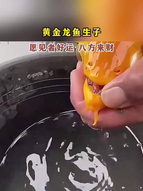 金頭龍魚換水后喂什么食物好？（金頭龍魚換水后如何喂養）