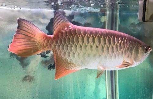 祥龍龍魚魚糧(龍魚趴在缸底不動是不是要死了)（龍魚趴在缸底不動怎么辦）