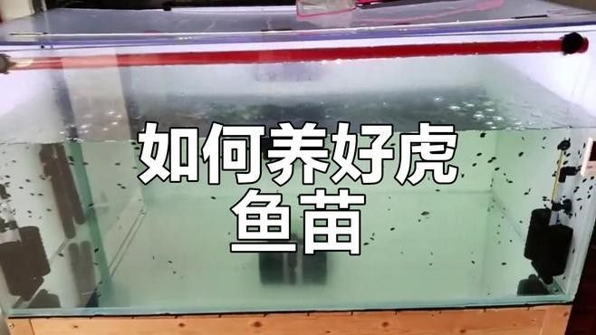 印尼虎魚苗好養(yǎng)嗎（印尼虎魚苗的養(yǎng)護(hù)方法是什么，印尼虎魚苗的養(yǎng)護(hù)難度）