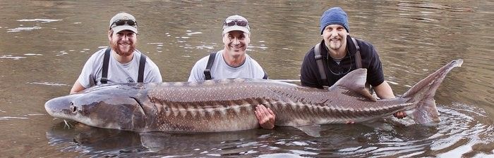 2017年鱘龍魚供應量有多大？（2017年鱘龍魚供應量受野生資源枯竭和養殖業早期限制）