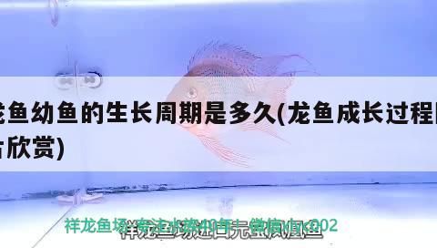 龍魚幼魚的生長周期是多久(龍魚成長過程圖片欣賞)（龍魚幼魚的生長周期）
