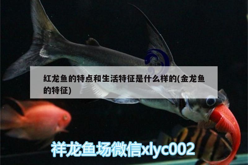 紅龍魚的特點和生活特征是什么樣的(金龍魚的特征)（紅龍魚的特征和生活特征是什么樣的紅龍魚的特點和生活特征）