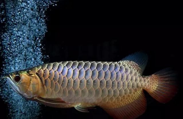 金龍魚(yú)在適宜溫度下有哪些表現(xiàn)（金龍魚(yú)在適宜的水溫下會(huì)有什么表現(xiàn)？）