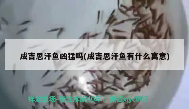 成吉思汗魚兇猛嗎(成吉思汗魚有什么寓意)（成吉思汗魚兇猛嗎，）